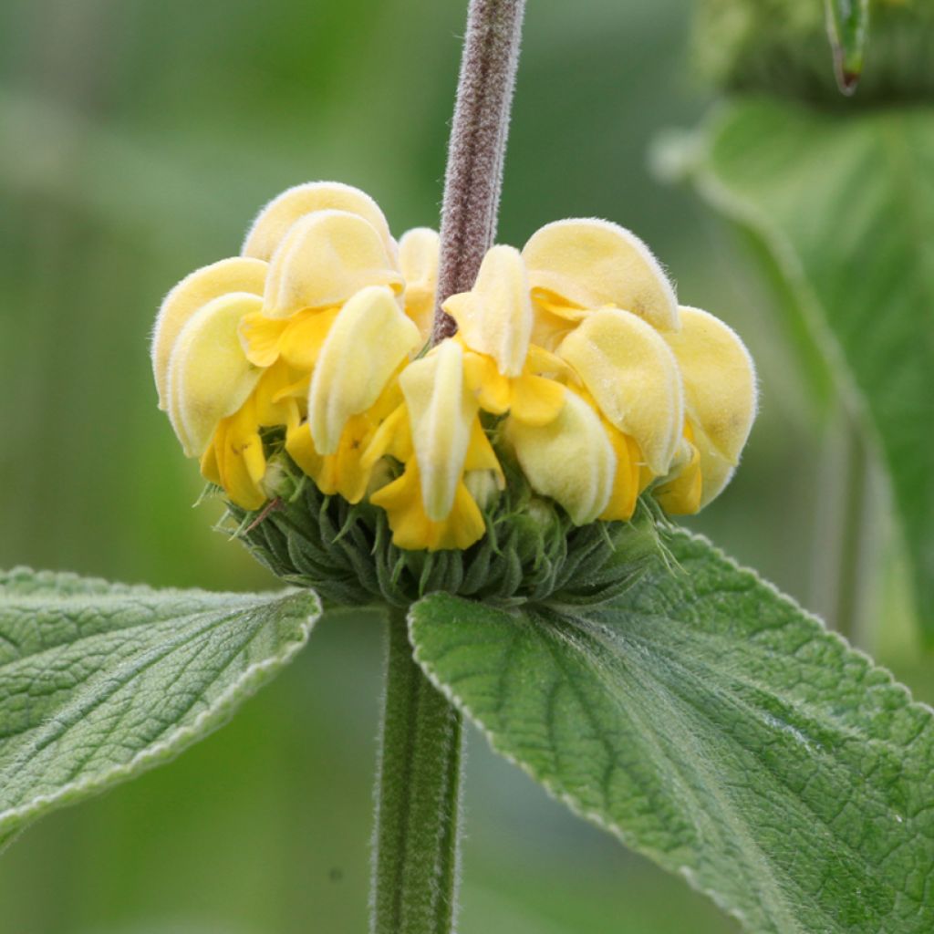 Phlomis de Russell - Phlomis russeliana