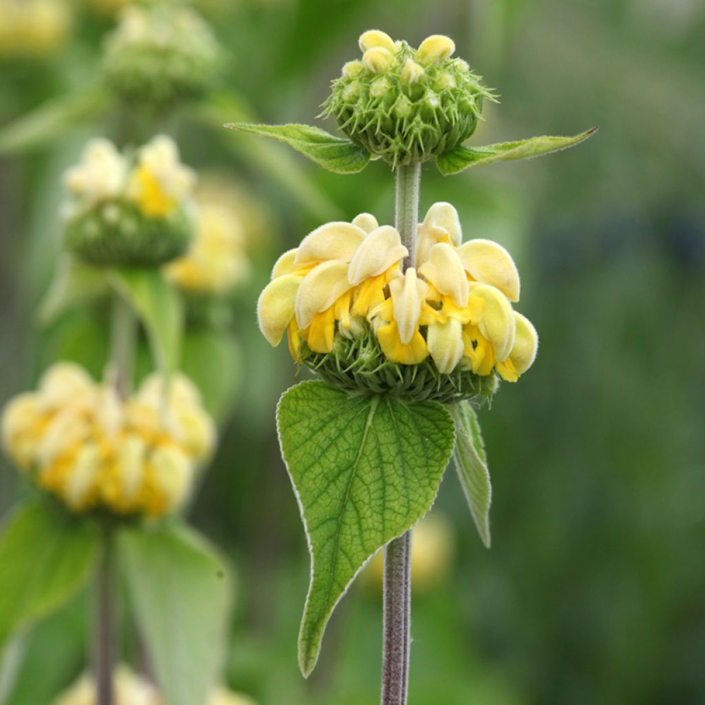 Phlomis de Russell - Phlomis russeliana