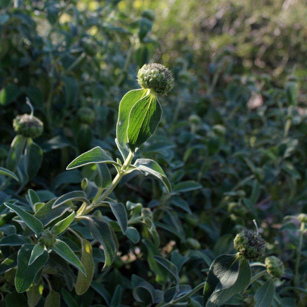 Phlomis fruticosa - Sauge de Jérusalem