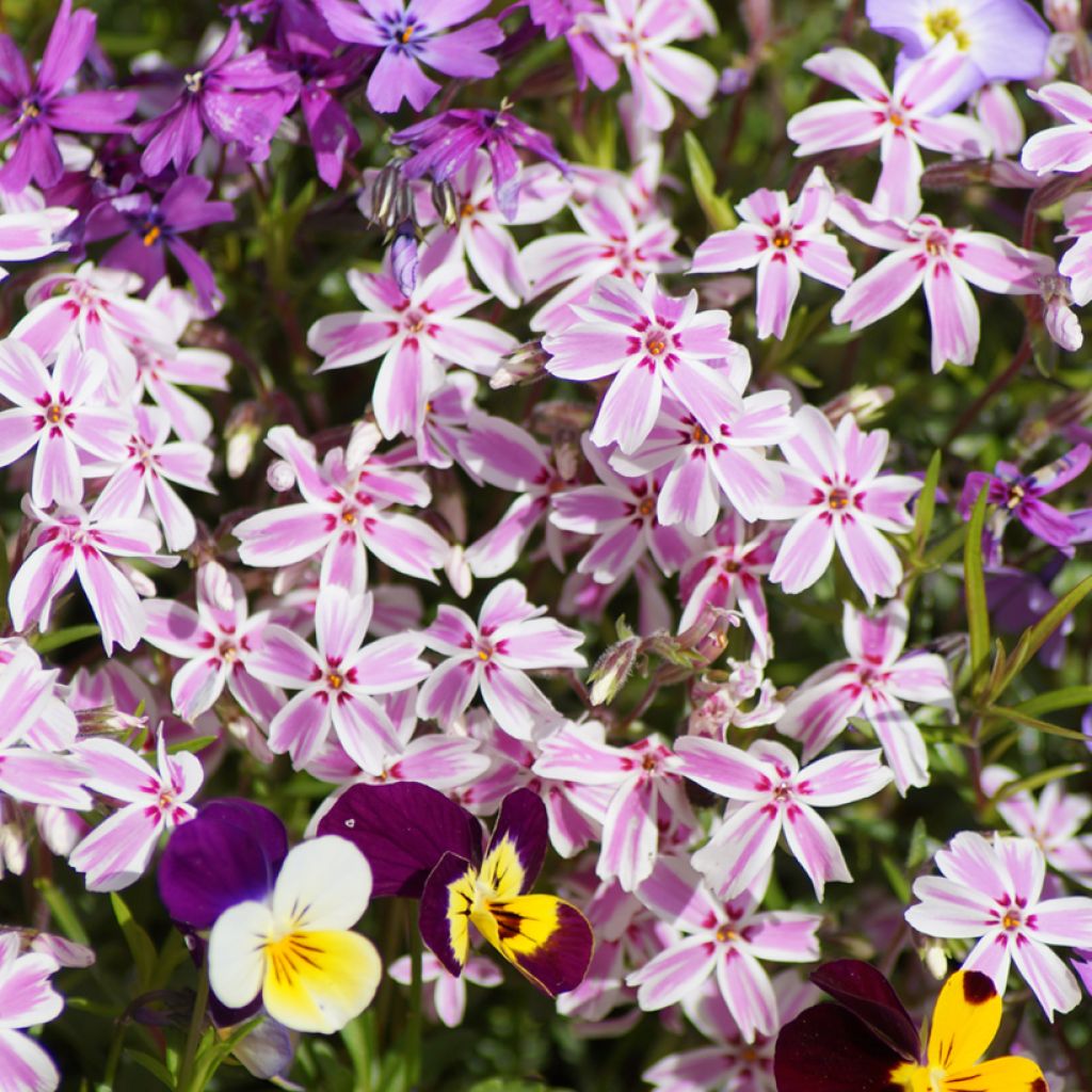 Phlox mousse Candy Stripes - Phlox subulata