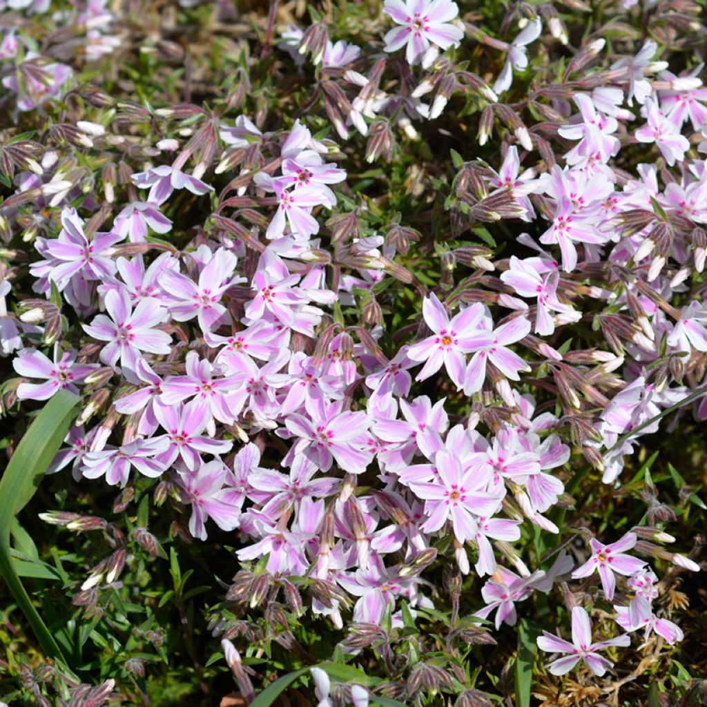Phlox mousse Candy Stripes - Phlox subulata