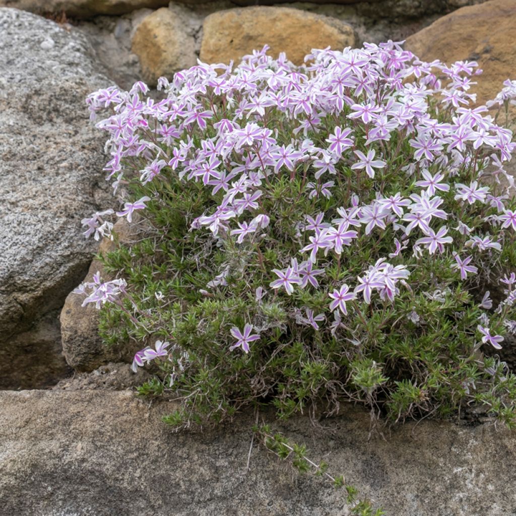 Phlox mousse Candy Stripes - Phlox subulata