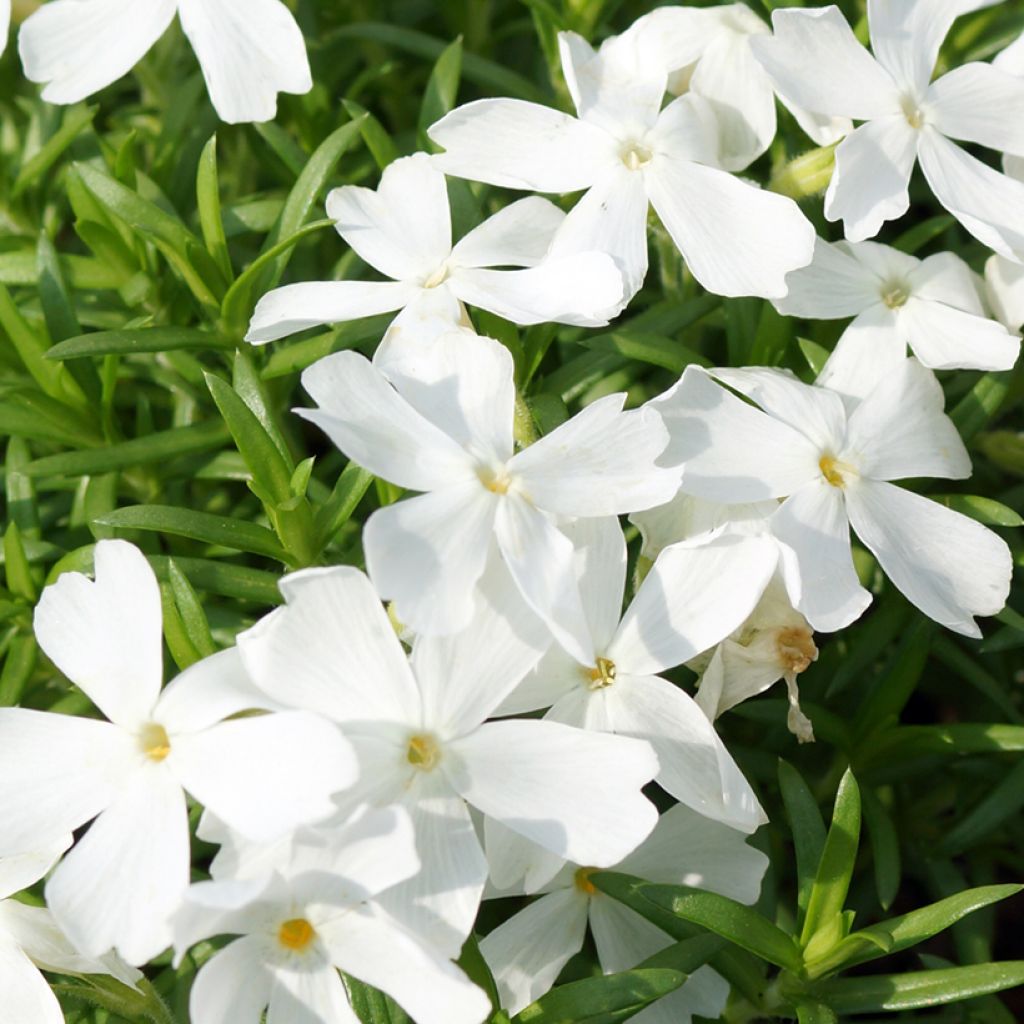 Phlox mousse White Delight