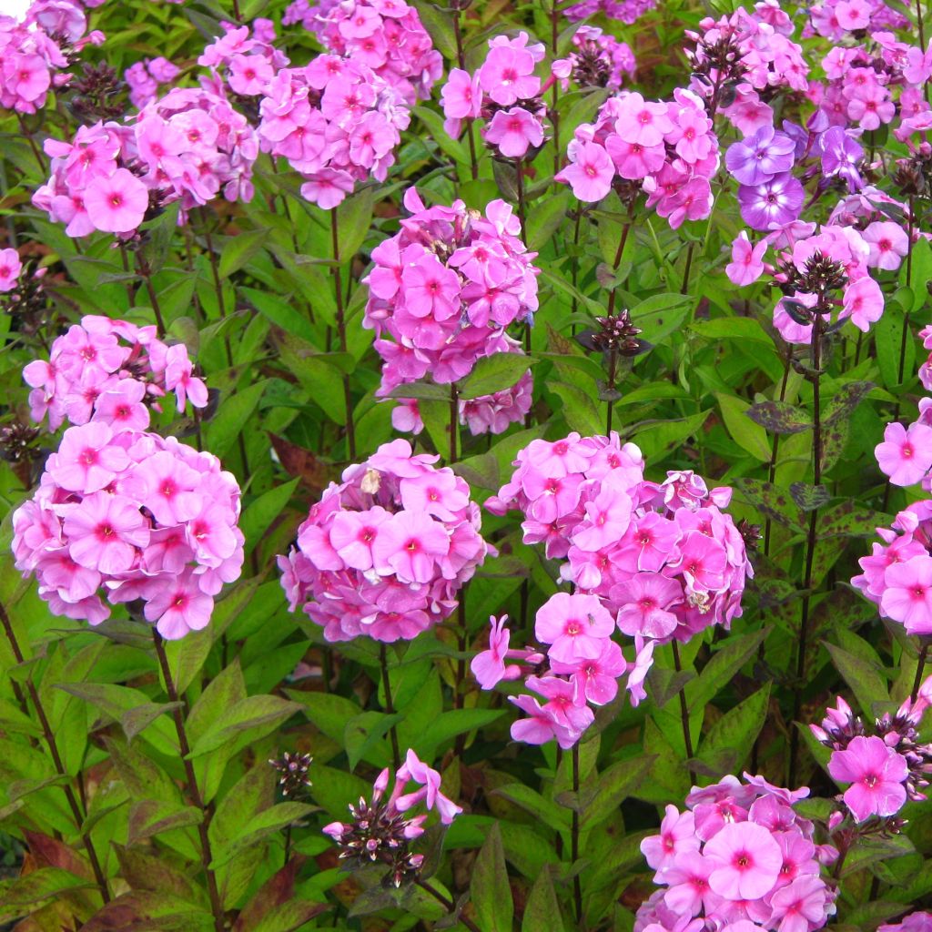 Phlox paniculata Eva Cullum