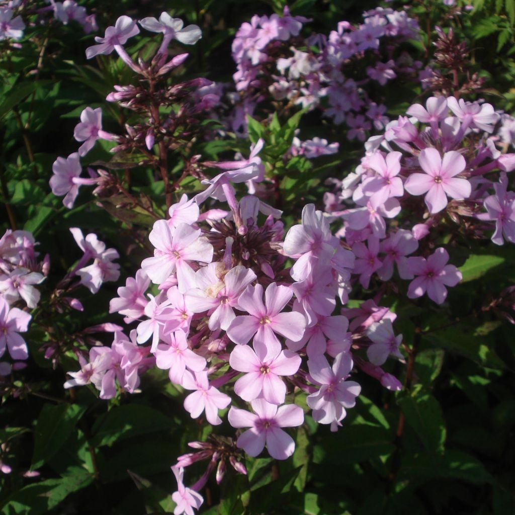 Phlox paniculata Lichtspel