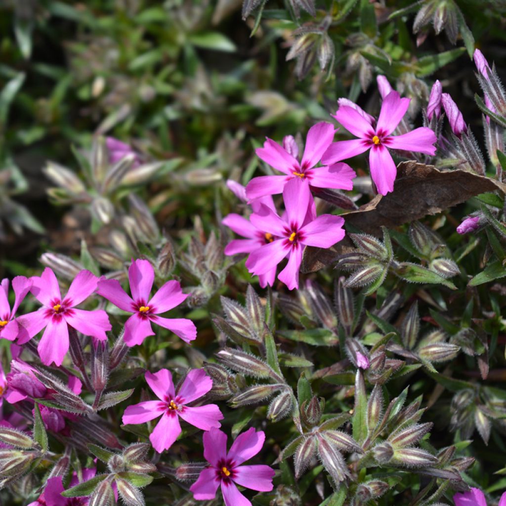 Phlox subulata Atropurpurea - Phlox mousse