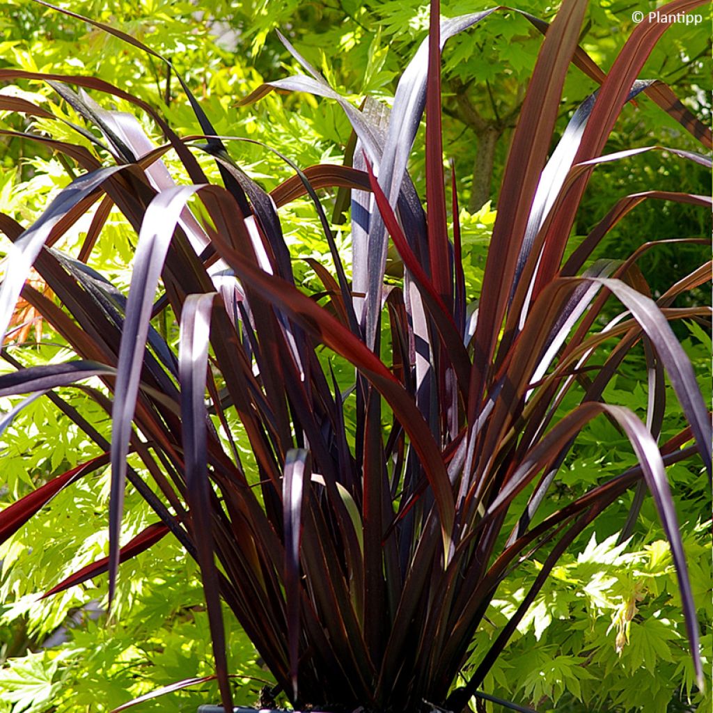 Phormium cookianum Black adder - Lin des Montagnes.