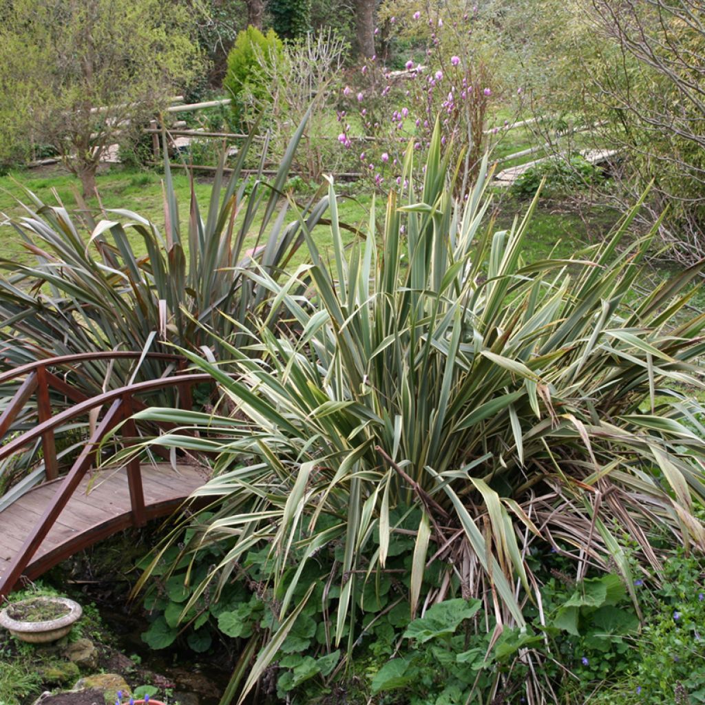 Phormium tenax - Lin de Nouvelle-Zélande