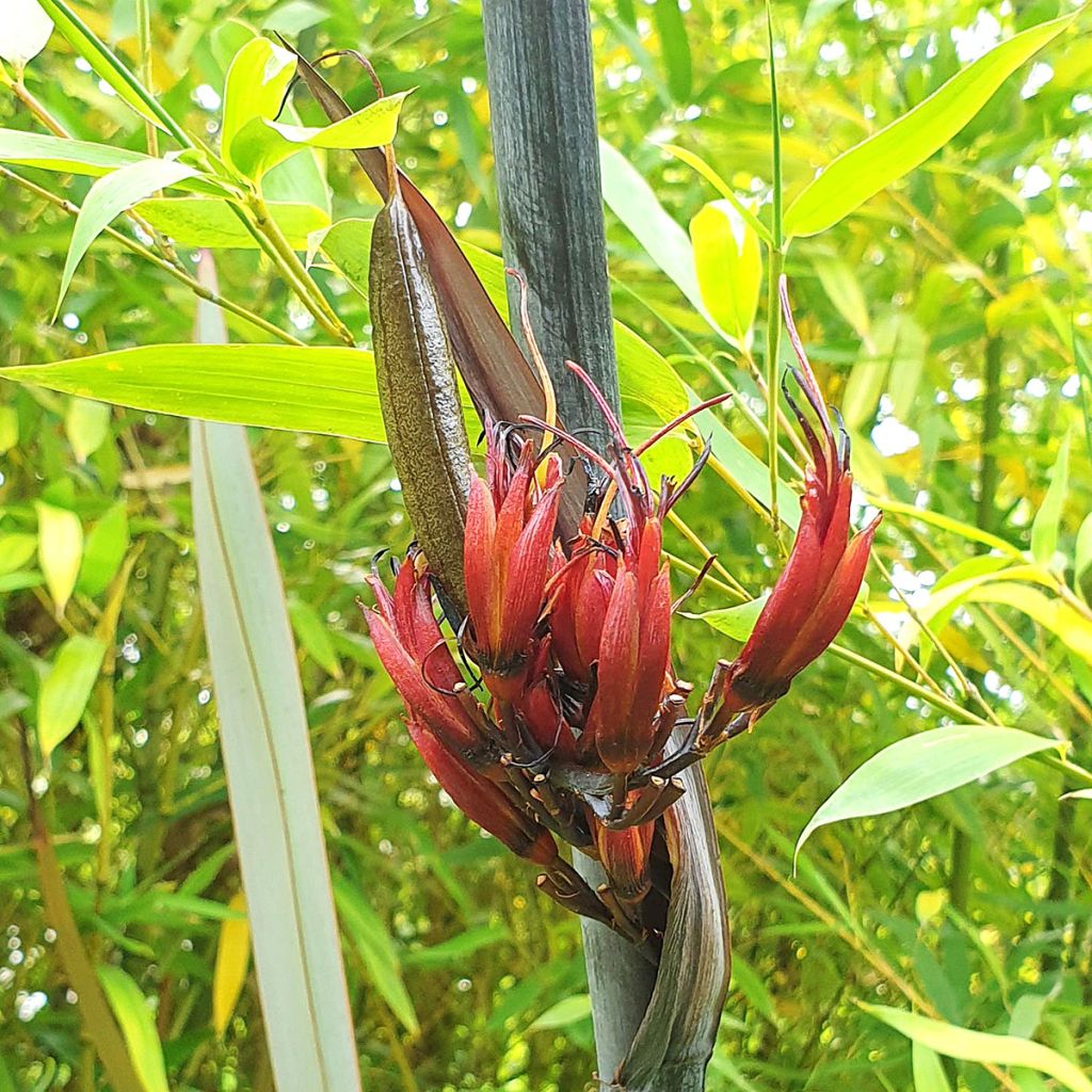 Phormium tenax Purpureum - Lin de Nouvelle-Zélande