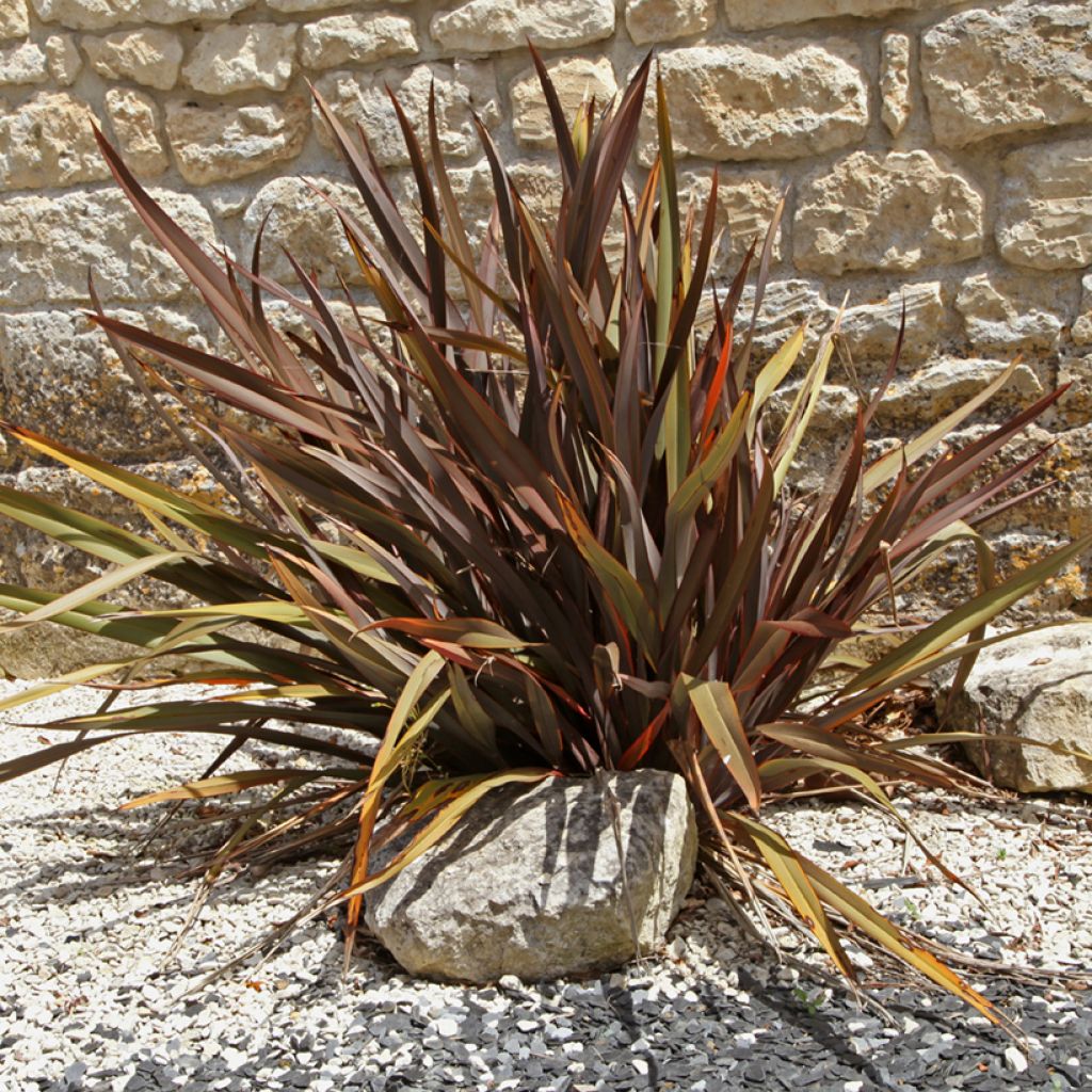 Phormium tenax Purpureum - Lin de Nouvelle-Zélande