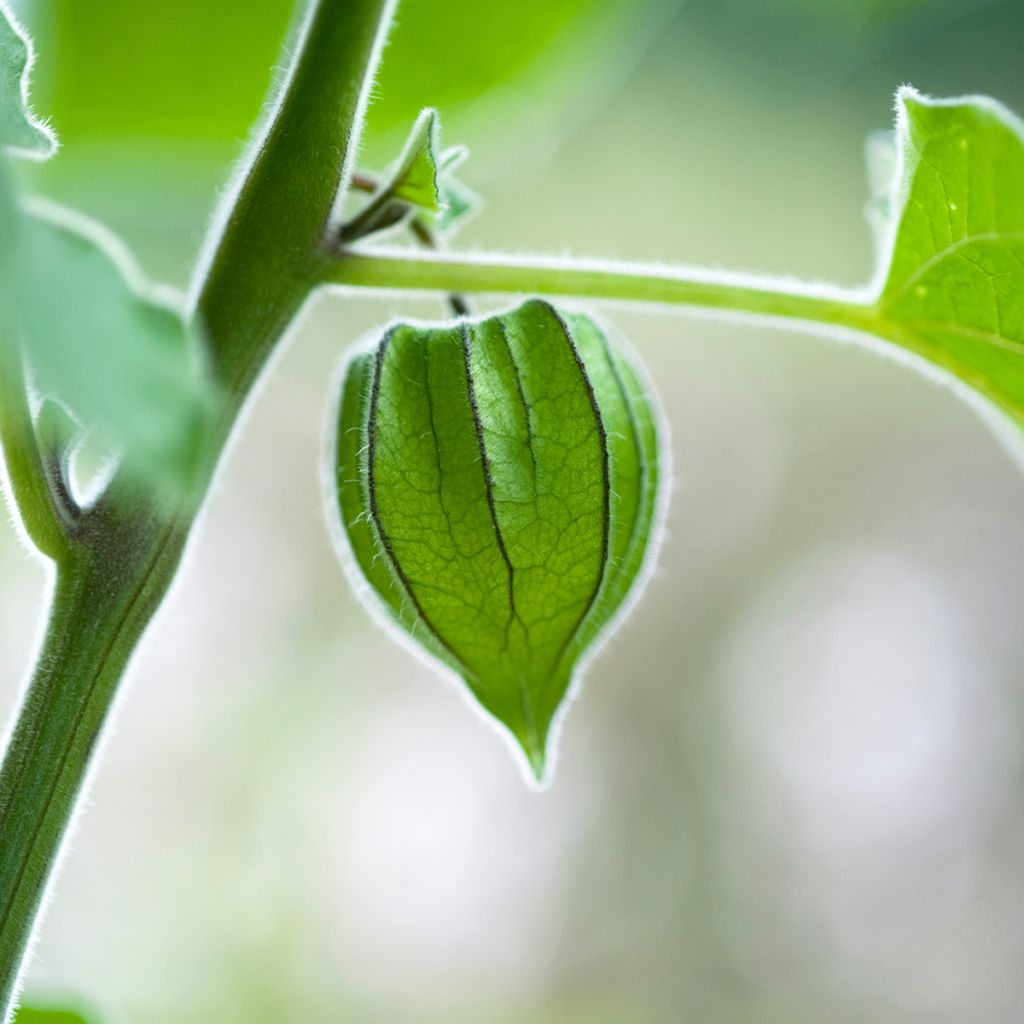 Physalis peruviana - Coqueret du Pérou