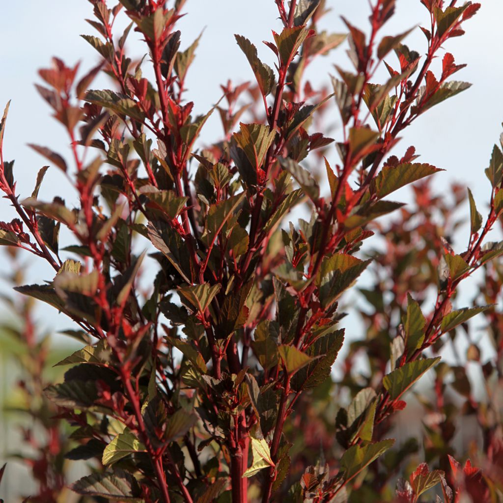 Physocarpus opulifolius Spicy Devil - Physocarpe nain