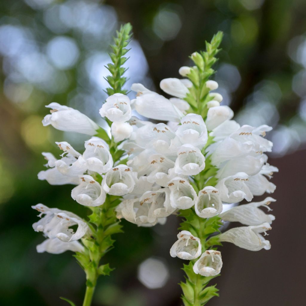 Physostegia virginiana Alba - Cataleptique blanche