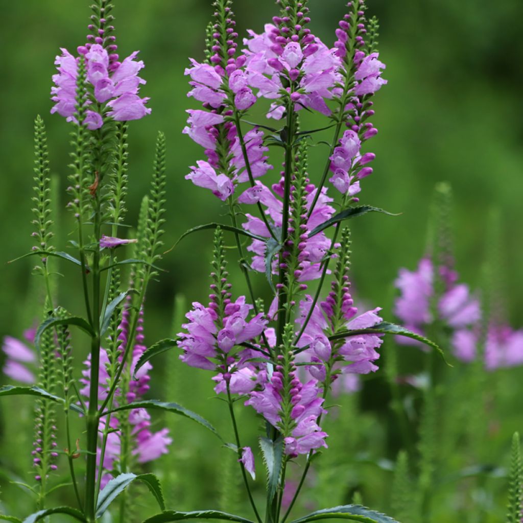 Physostegia virginiana Bouquet Rose - Cataleptique