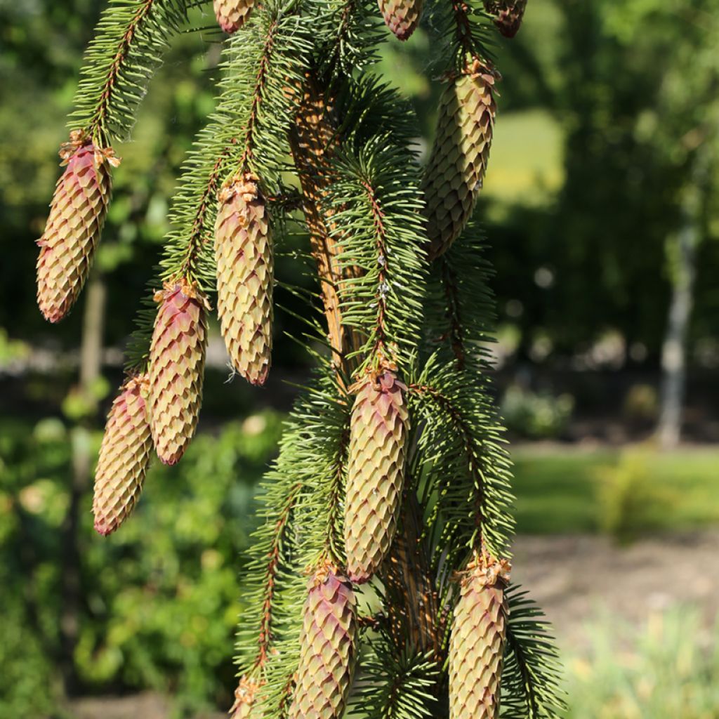 Epicéa pleureur - Picea abies Krasickiana
