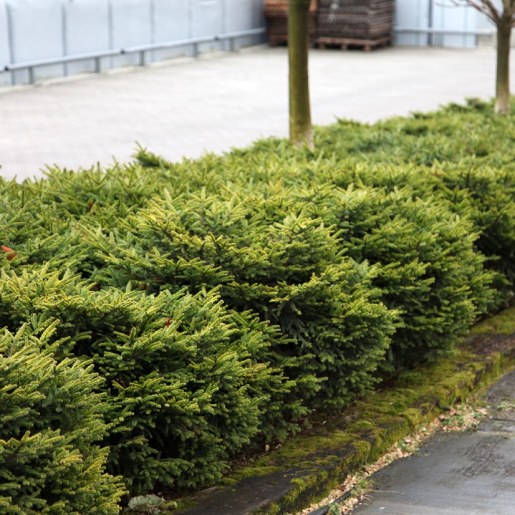 Epicéa commun nain - Picea abies Zagwiżdże