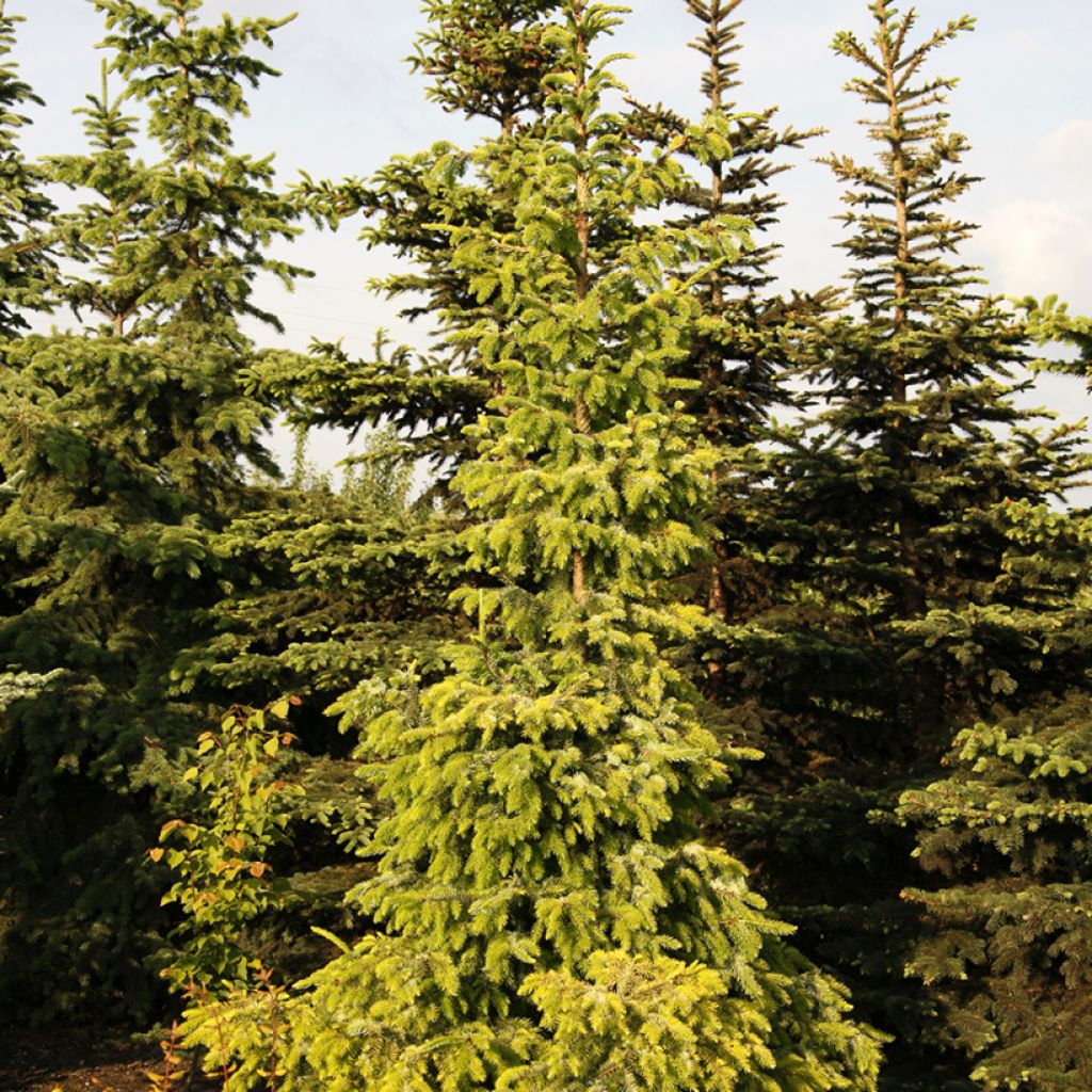 Épicéa de Serbie - Picea omorika Aurea