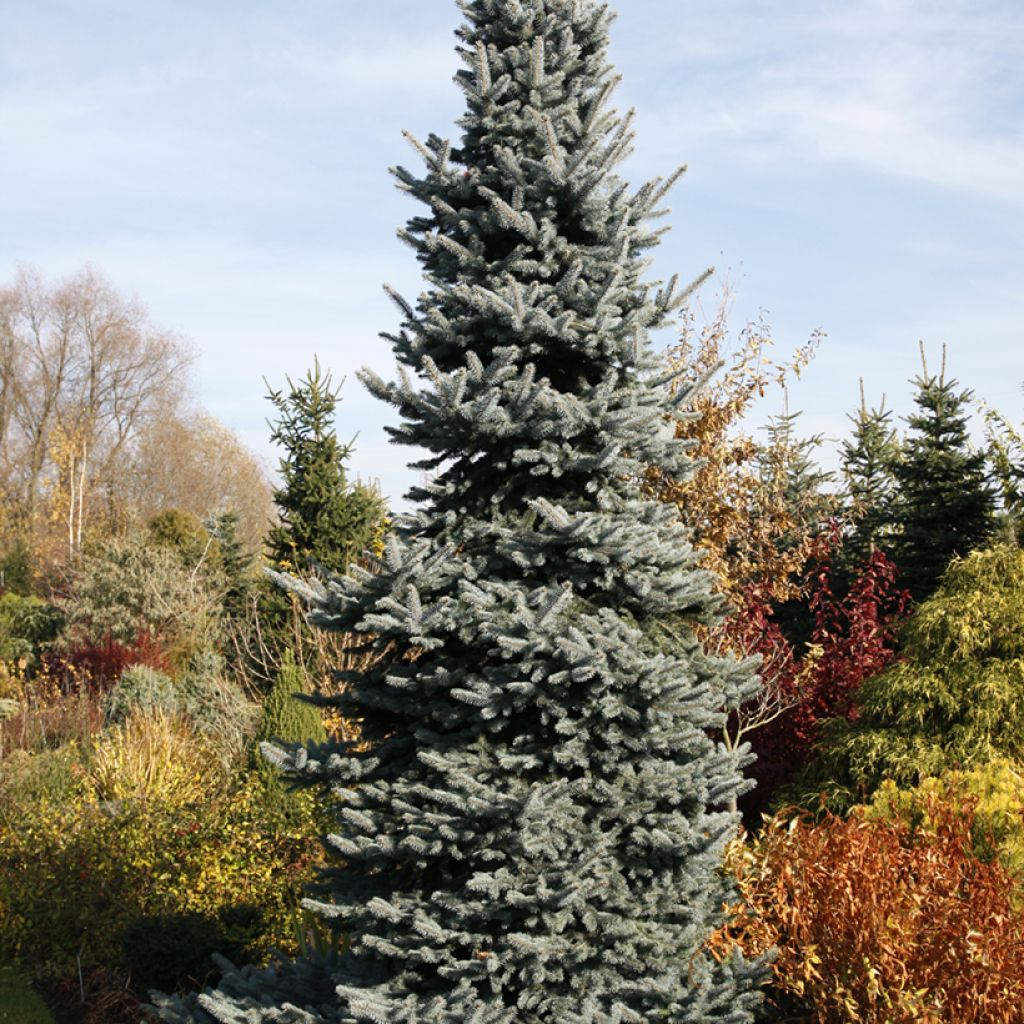 Epicéa bleu - Picea pungens Oldenburg