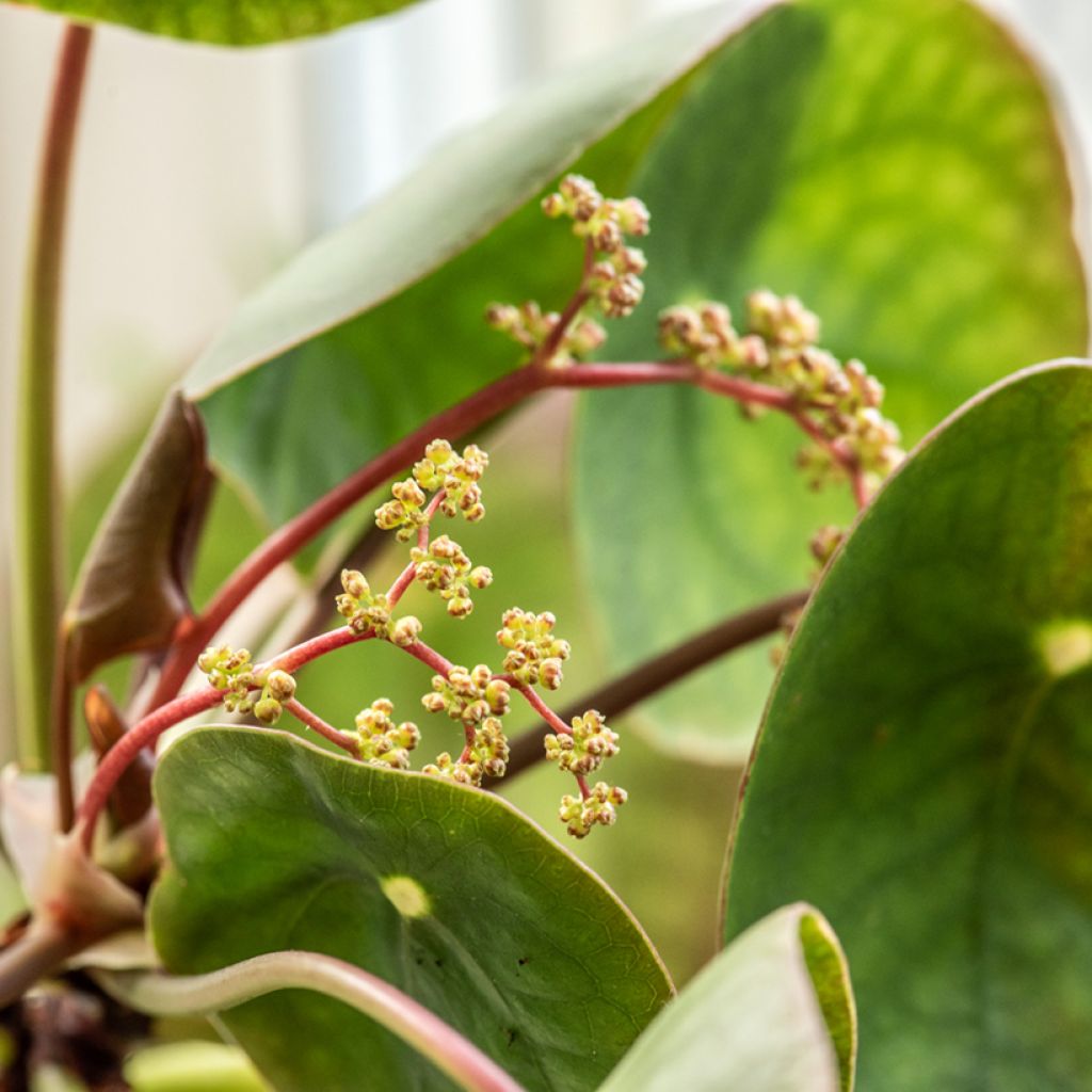 Pilea peperomioides