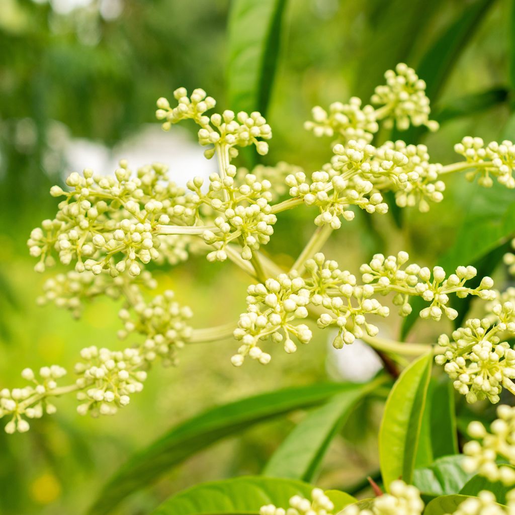 Pileostegia viburnoides