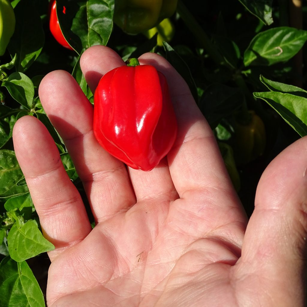 Piment Habanero - Piment antillais
