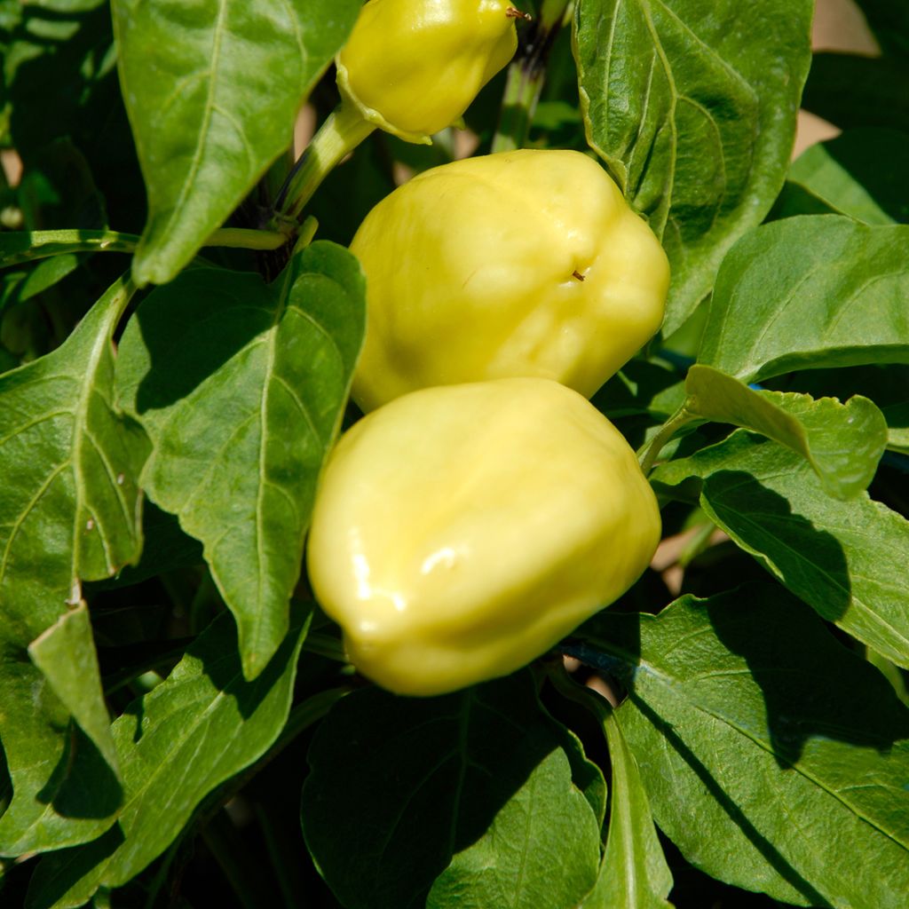 Piment Petit Marseillais (Poivron) - Piment doux