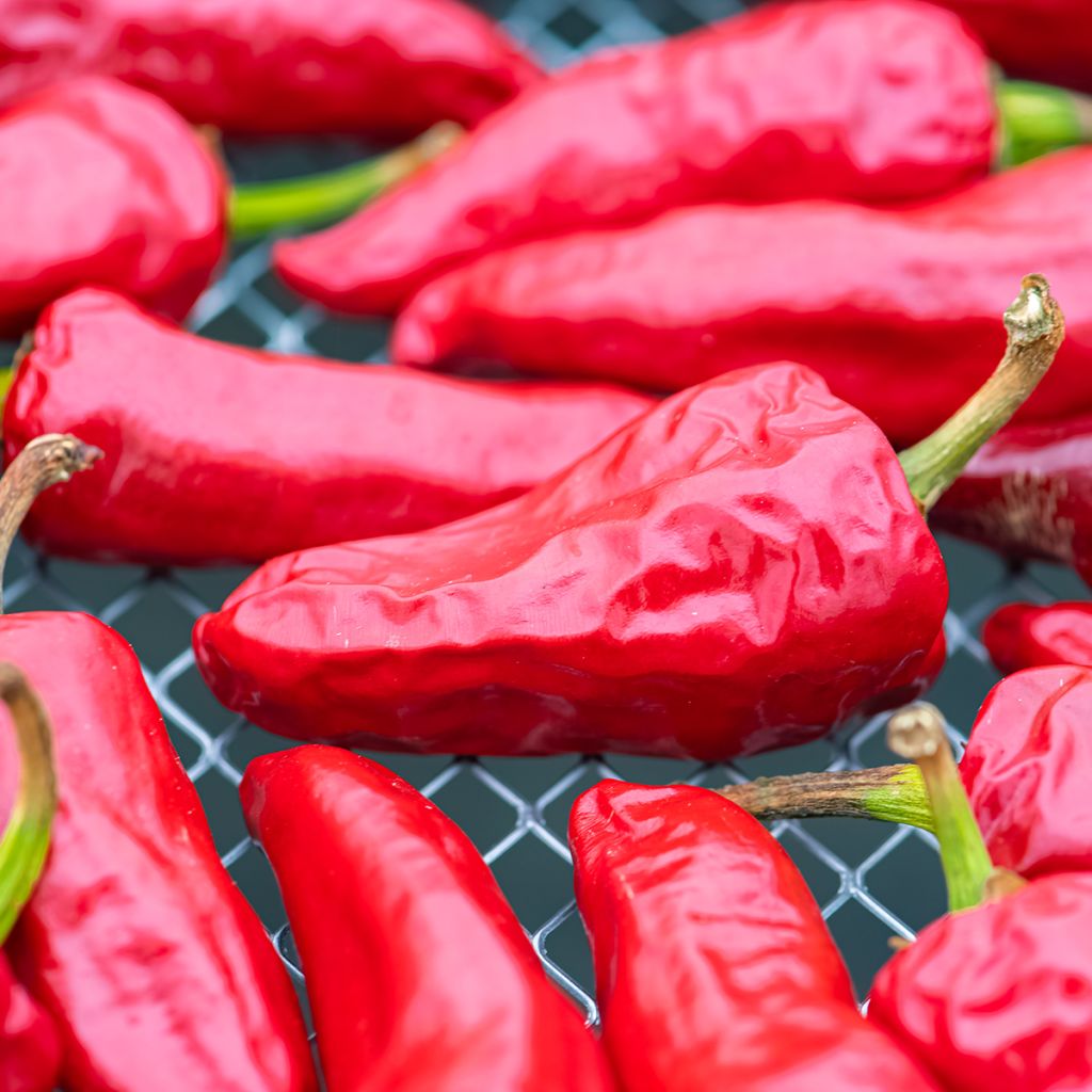 Piment d'Espelette - Piment Basque Gorria