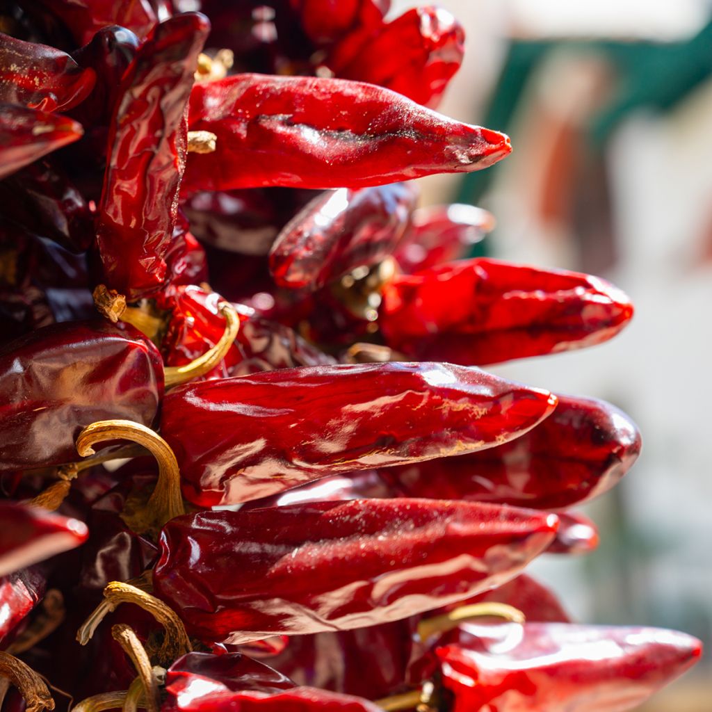 Piment d'Espelette - Piment Basque Gorria