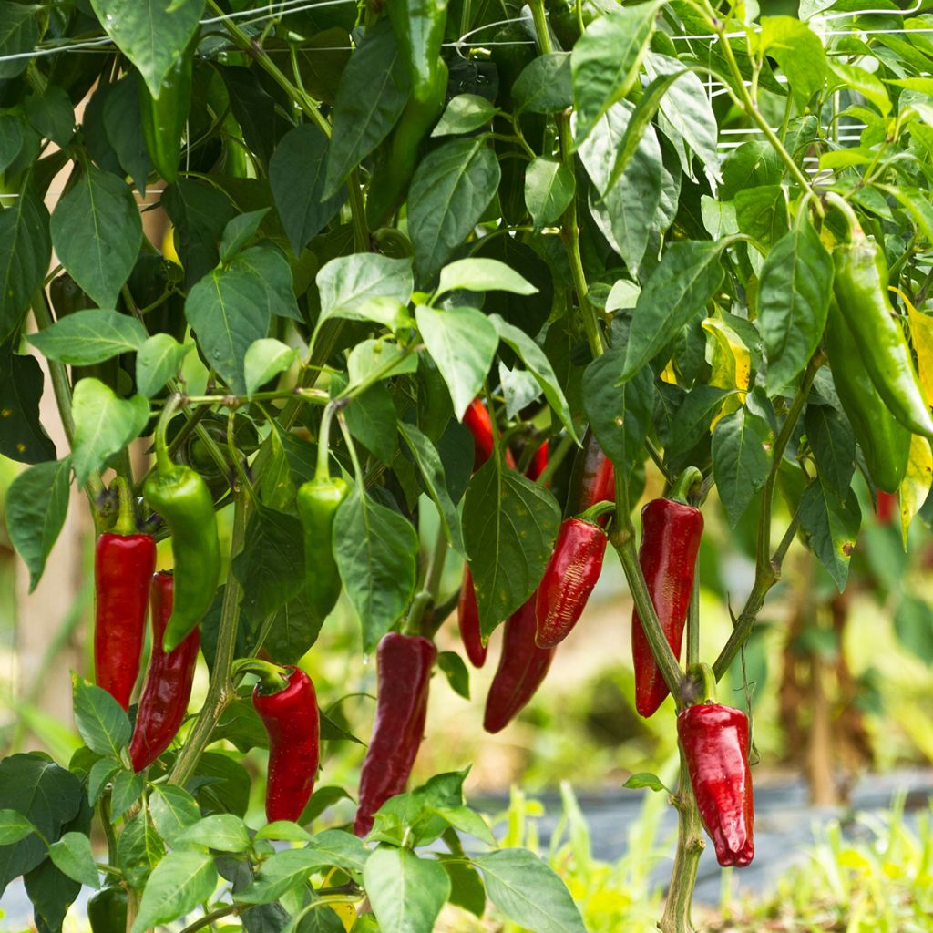 Piment d'Espelette - Piment Basque Gorria