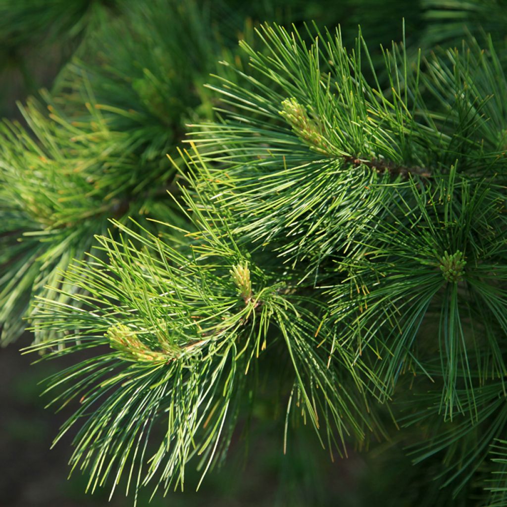 Pin d'Armand - Pinus armandii