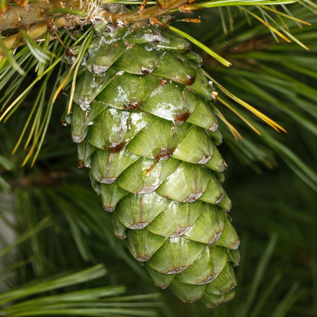 Pin d'Armand - Pinus armandii