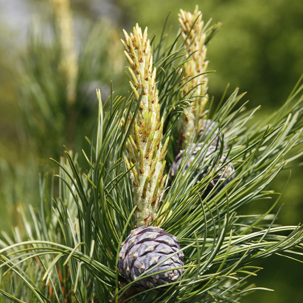 Pin cembro - Pinus cembra
