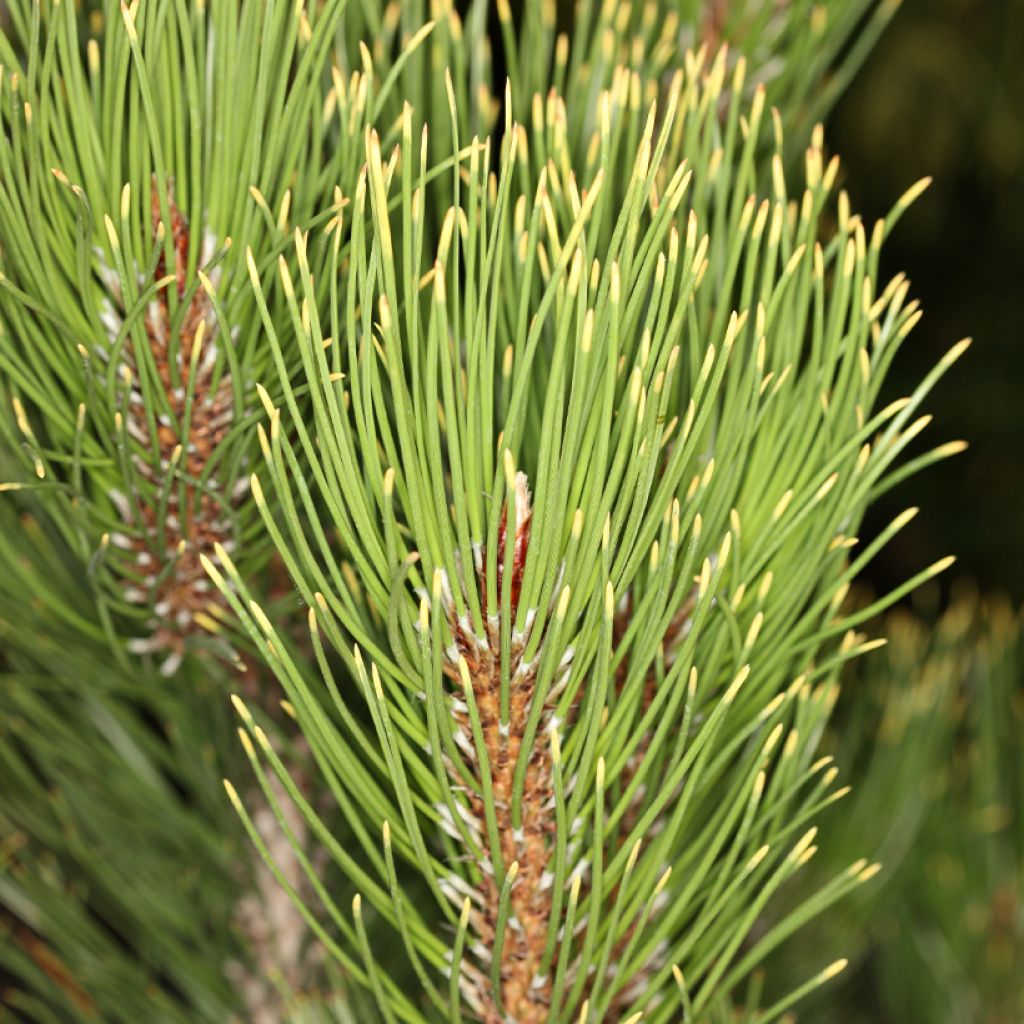 Pin de Bosnie - Pinus heldreichii Aureospicata