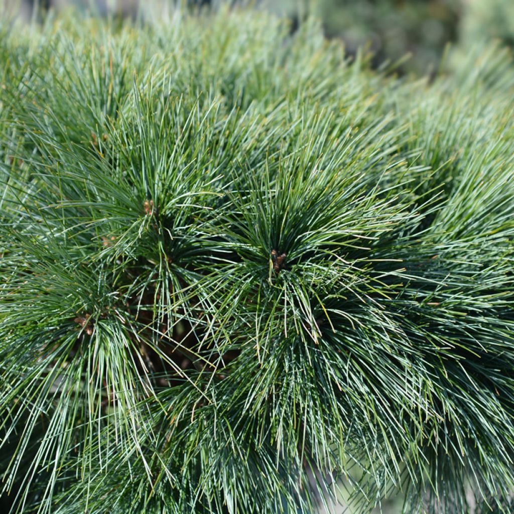 Pin de Weymouth nain - Pinus strobus Radiata