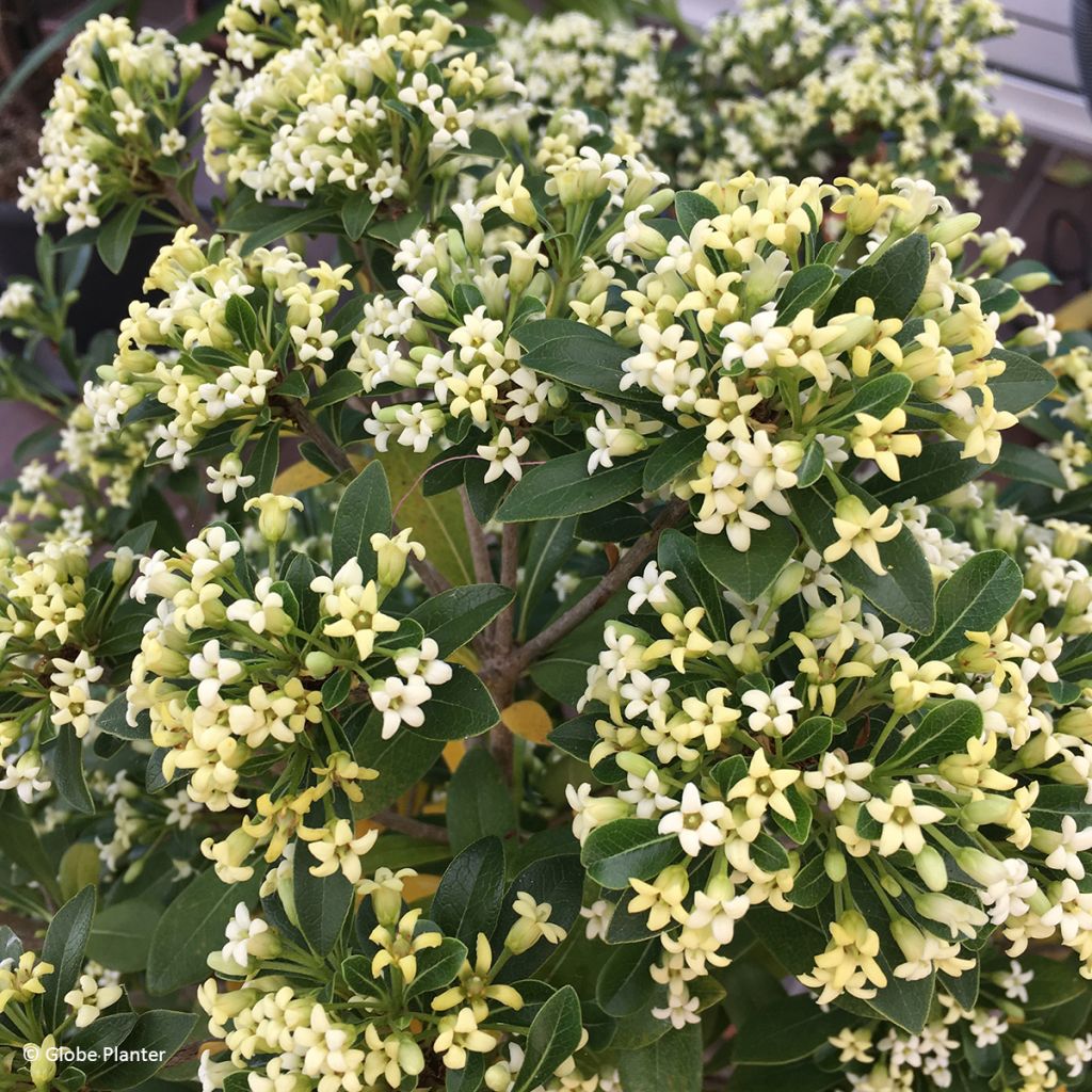 Pittosporum Green Mound