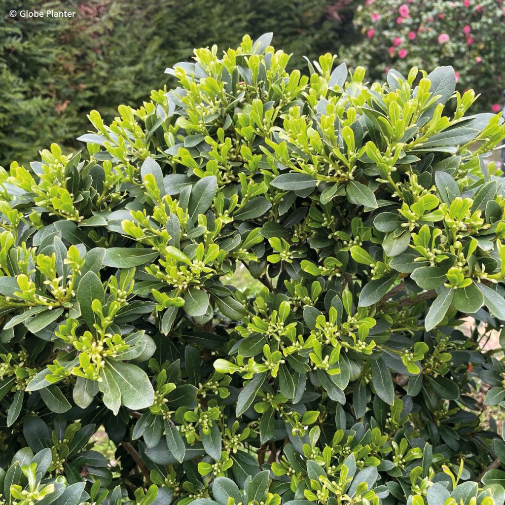Pittosporum Green Mound