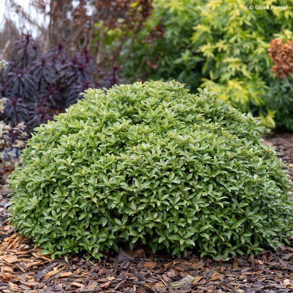 Pittosporum Orbitea - Pittosporum à petites feuilles