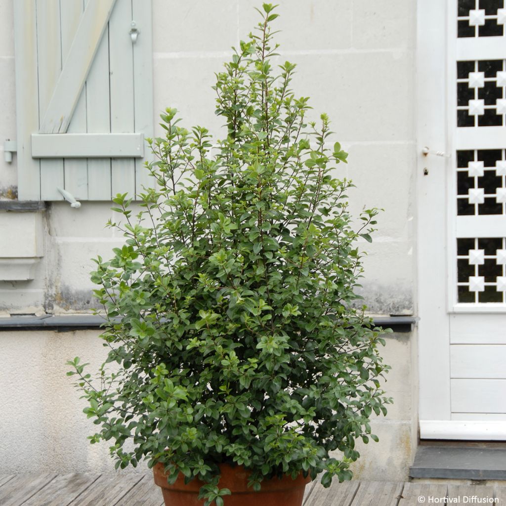Pittosporum tenuifolium Irish Luck - Pittospore à petites feuilles