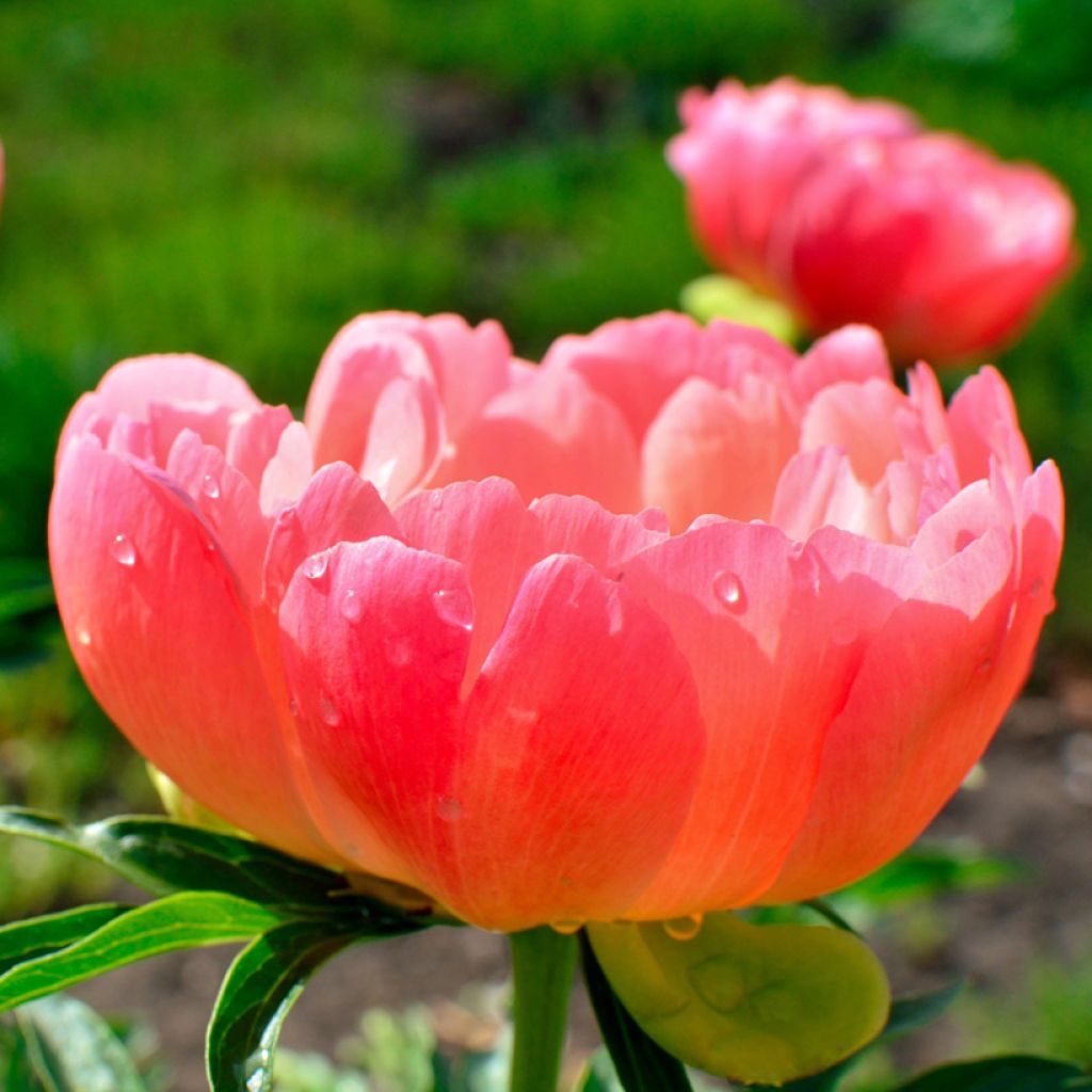 Pivoine Coral Sunset