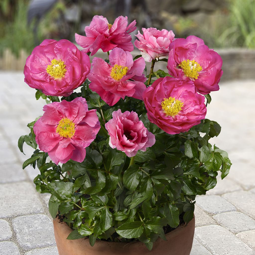 Pivoine naine Patio Peony Athens