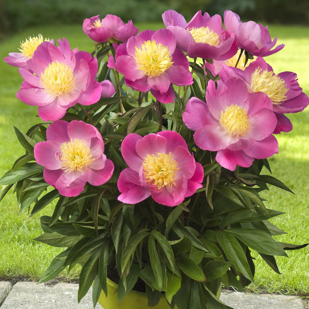 Pivoine naine Patio Peony Kiev