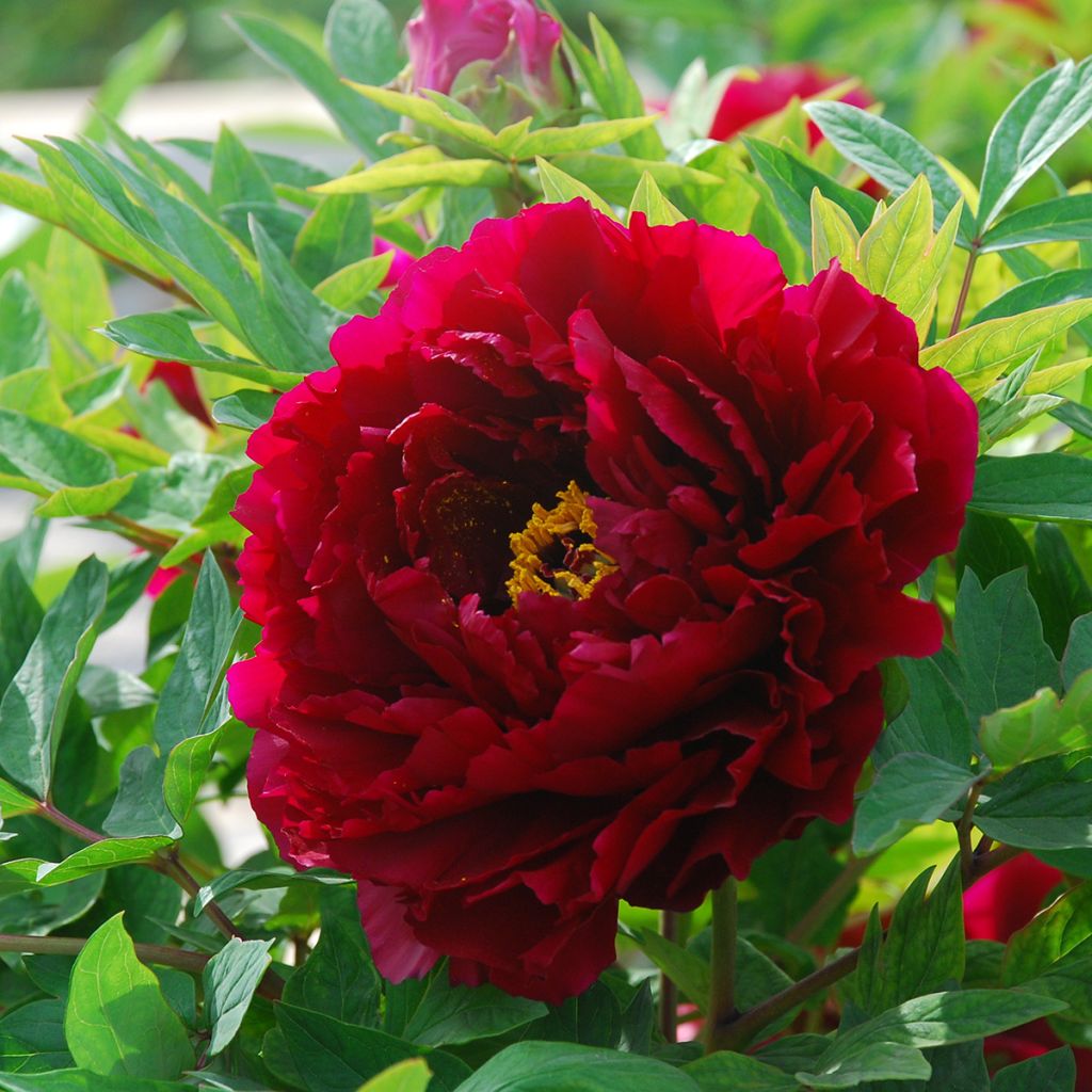 Pivoine arbustive The Best Inkstone (Mo Run Jue Lun) - Paeonia suffruticosa