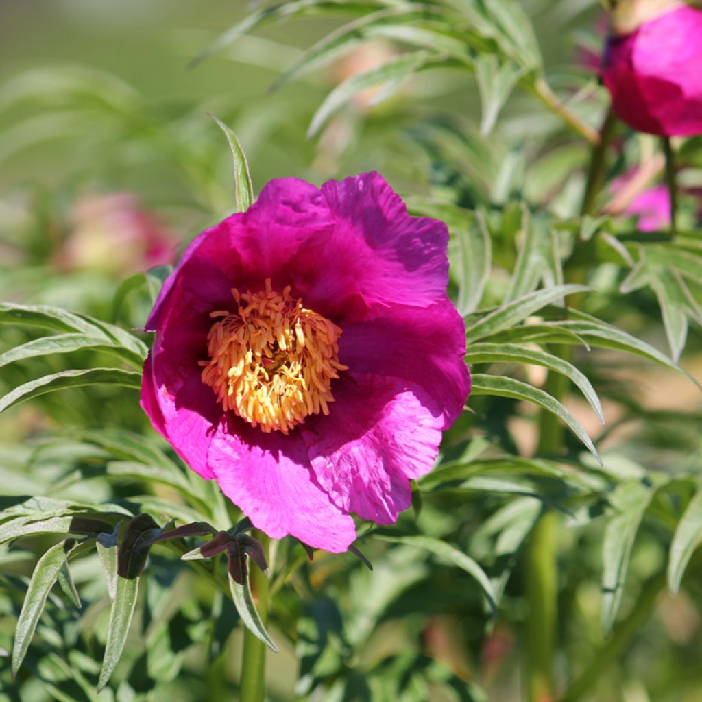 Pivoine botanique - Paeonia anomala