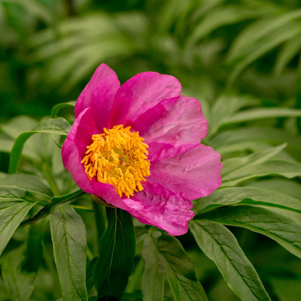 Pivoine botanique - Paeonia anomala