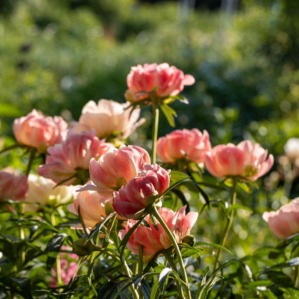 Pivoine lactiflora Coral Charm