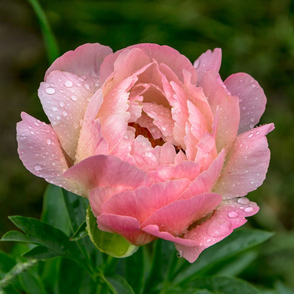 Pivoine lactiflora Coral Charm
