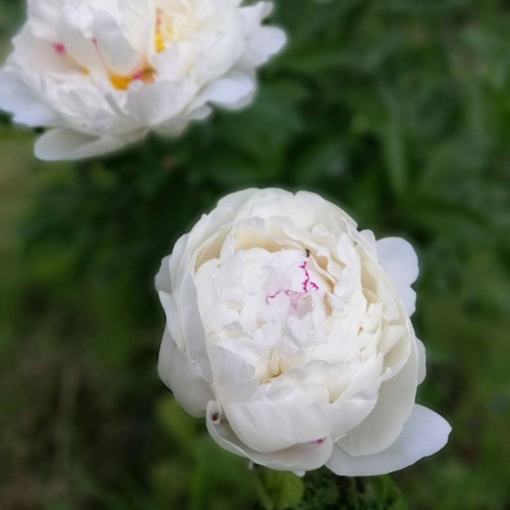 Pivoine lactiflora Festiva Maxima