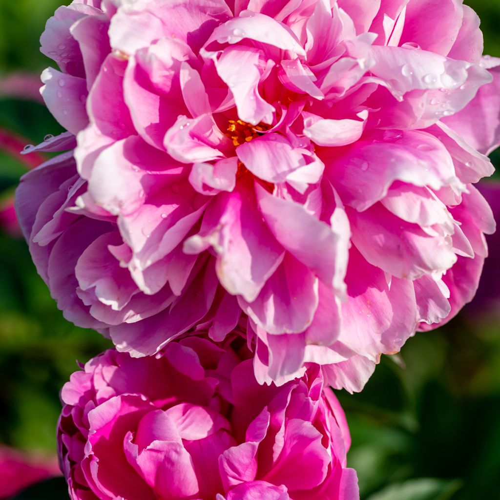 Pivoine lactiflora Jacorma