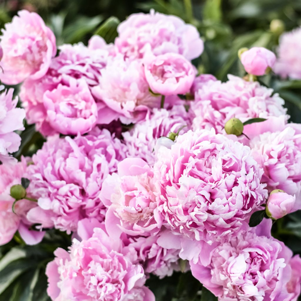 Pivoine lactiflora Monsieur Jules Elie