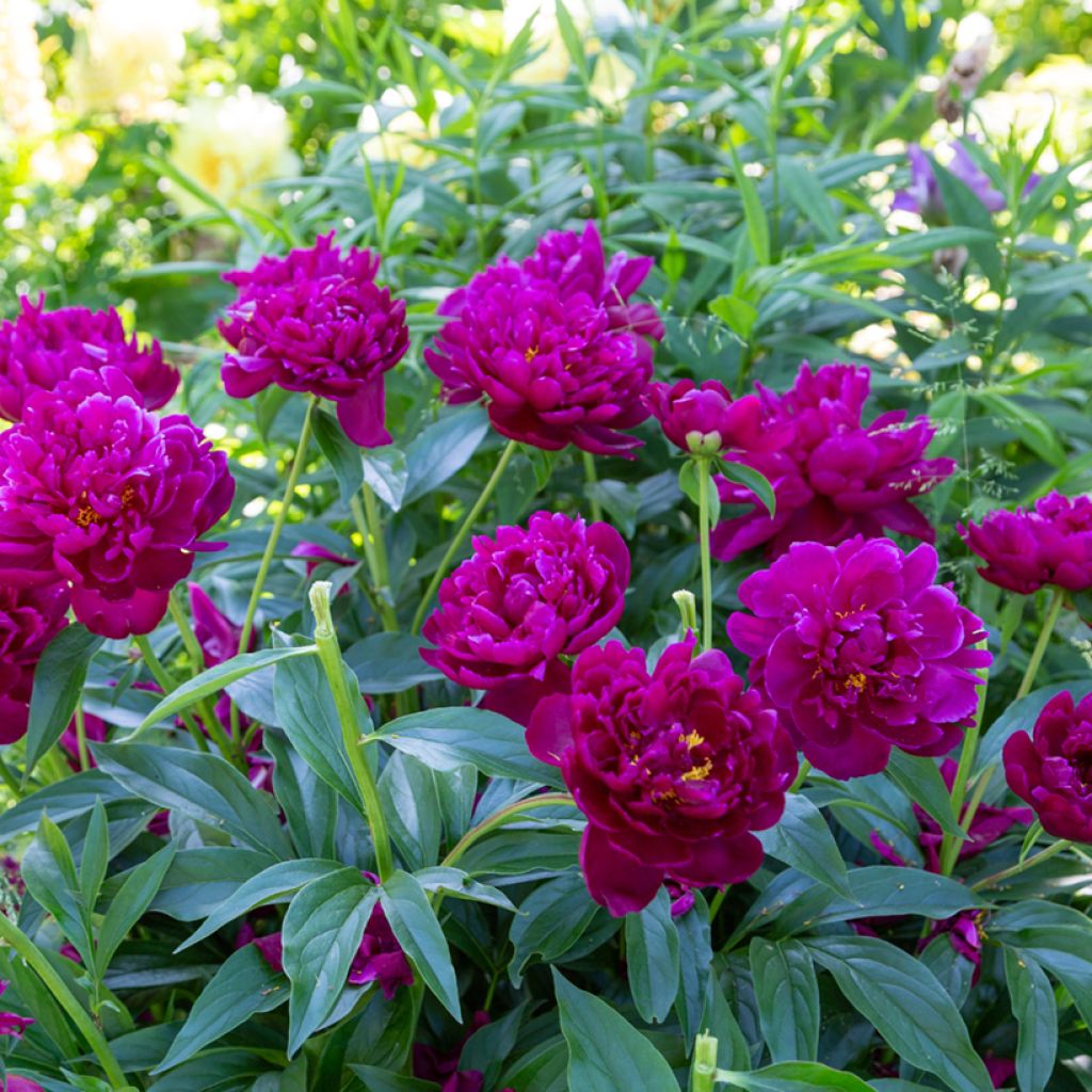 Pivoine lactiflora Peter Brand